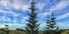 Norfolk Island Pine - NSW H (PBH4 00 12287)